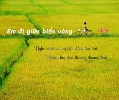 Em Đi Giữa Biển Vàng - Trương Mỹ Anh | Lời bài hát, hợp âm, MV