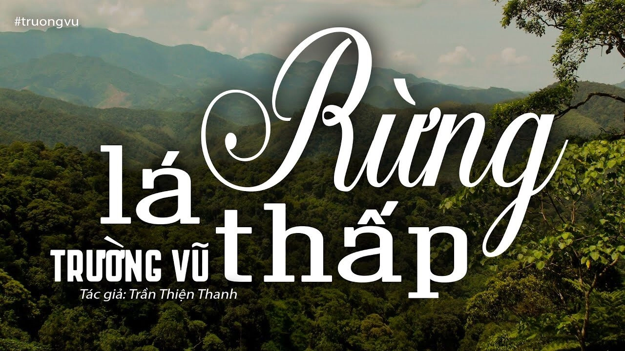 Rừng lá thấp - Trường Vũ | Lời bài hát, hợp âm, MV